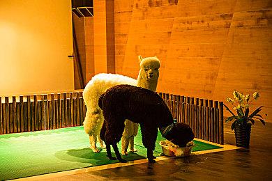 《龙珠Z 卡卡洛特+新觉醒篇》实机演示 新可用角色悟天克斯和贝吉塔